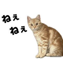 Haruna_20250809132719