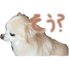 Koto_20250809171642