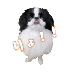 Daily life's stamp of a Japanese Chin