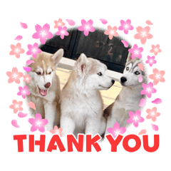 Nantawanfaii_20250810095235