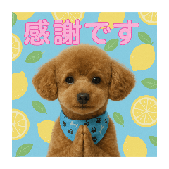 Lemon_20250810091103