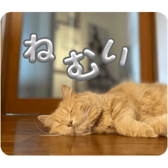 kinako_20250810151930