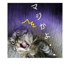 Cute cat photo!!!