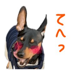 minpin MUGI 4.