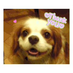chamu1212