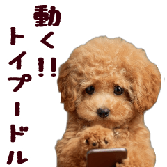 動く！トイプードル