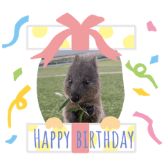 Quokka Rottnest island