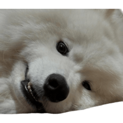 薩摩耶有夠可愛