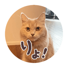 kinako_20250810164353