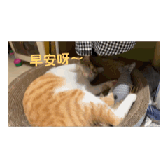 臭貓阿肥～