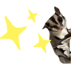 Suger Glider LULU&COCO