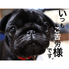 Black pug Punch