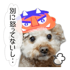 Tamura-kun, adapting toy poodle