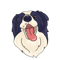 cute border collie MAX