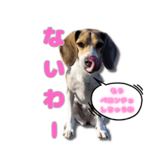 Black Beagle