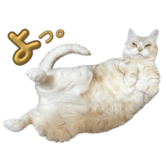 Chinya_20250810103556