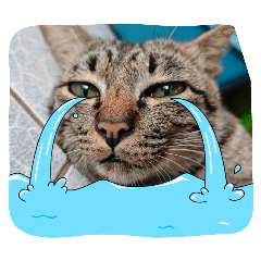 J3KJ ZRZ_20250810133555