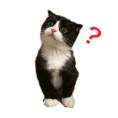 sarah_20250810223141