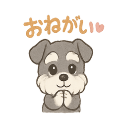 Fluffy Miniature Schnauzer