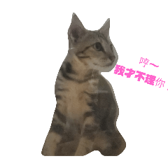 貓咪1版本