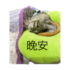 六隻貓的小日常
