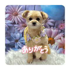 aochan no stamp desu