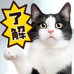 ねこ写真❤ポップで見やすい日常会話 ３