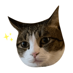 Chubby 查比日常｜第一彈