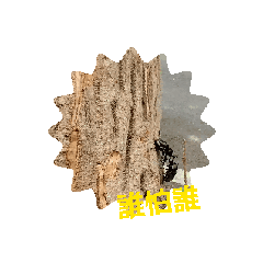 joy愛海洋