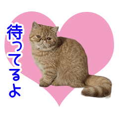 小西家のニコちゃん