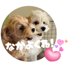 Ayamoko_20250810195043
