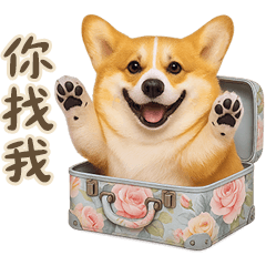 柯基犬的日常活動