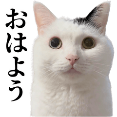 確認用(*  ´ ᵕ `  *)♡ takeru0321nekoのLINE スタンプ・絵文字一覧 | LINE STORE