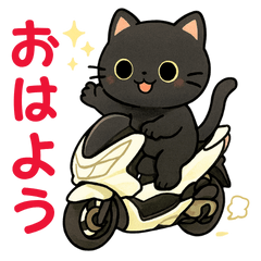 Scooter Black Cat's Daily Life