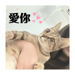 小小柑和他的貓寶寶