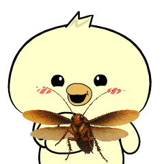 Adorable Chick 19 : Animated