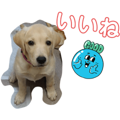 Sumire_20250811124532