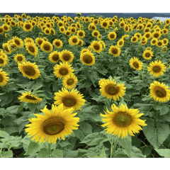 楽しいひまわり畑