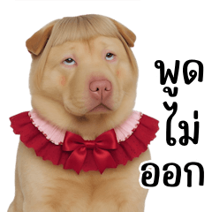 Cute-faced Kishu dog