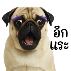 Pug with extremely purple fur