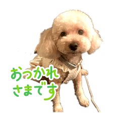 kinako_20250811181501