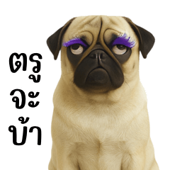 Pug with extremely purple fur (BIG)