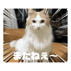 miyupon_20250811134707