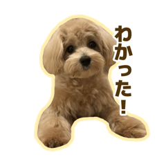 chocomint_20250811225631