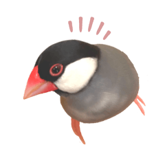 ことりのぼうや3【文鳥】