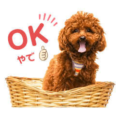 LEMON_20250811154945