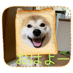 kinako_20250811150509