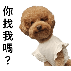 阿虎肉鬆日常生活