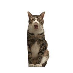 奇怪的可愛貓咪們