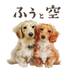 Everyday Life of Cream Dachshund